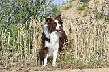 BORDER COLLIE 434